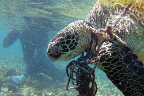 Swimming in an ocean of rubbish