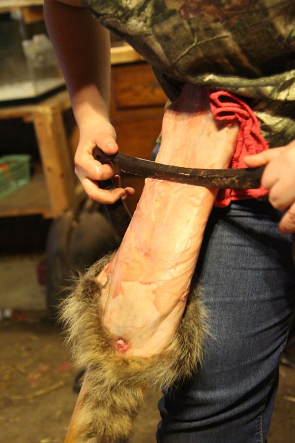 Fleshing a new raccoon pelt with a 10” draw knife, junior Rita Alonso, preps the pelt for tanning.