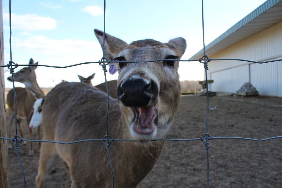 “She’s so ravenous, she just comes up and gobbles everything up,” Craig Calderone, owner of The Michigan Whitetail Hall of Fame said. Apples, a three year old doe who grew up on the farm, enjoys a bite of apple. Photo Rita Alonso