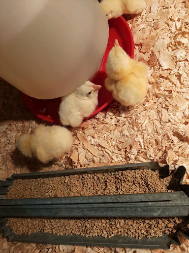 Chicken watch: Hatch day