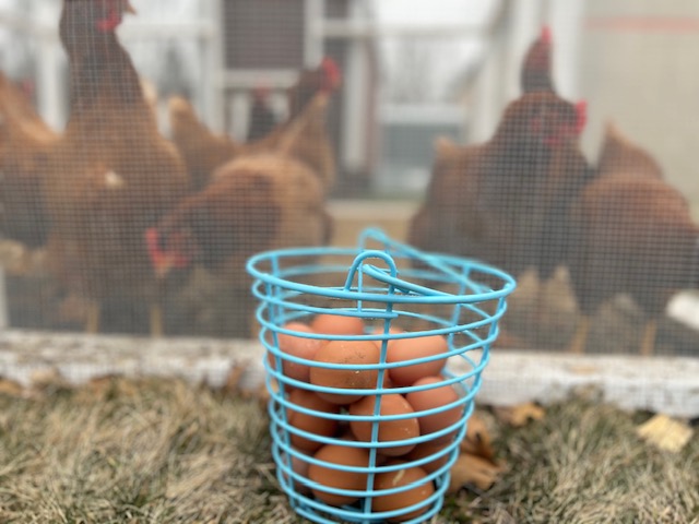 The agriculture class chickens standing proudly behind their eggs.