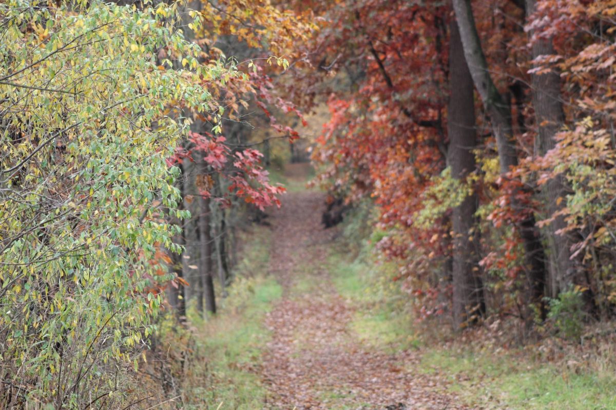 The entrance to the 7 Gables trail is plagued with falling leaves, changing colors and a narrow, lonesome pathway.