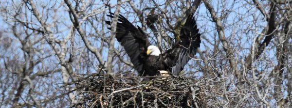 On eastbound Dexter Trail, a bald eagle flies into the nest after an exhilarating hunt. Photo provided by Sue Hinkley.