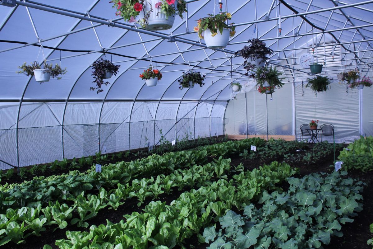 The inside of the completed FFA hoop house holds a variety of greens, such as bok choy, romaine lettuce, and iceberg lettuce. 